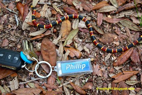 Coral Snake | Phillip's Natural World