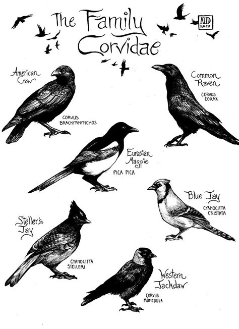 The Family Corvidae.. . | Crow, Birds, Crows ravens