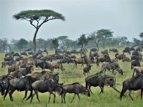 Wildebeest migration in Tanzania’s Serengeti | The Saturday Paper