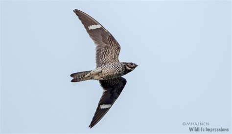 Common Nighthawks: Aerial Marvels