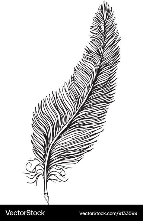 Line drawing feather Royalty Free Vector Image