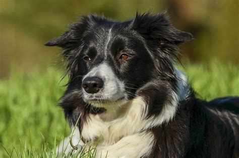 Are Border Collie Lab Mix Good Dogs