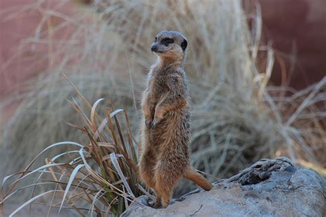 Meerkat Conservation in South Africa, be a volunteer to work with the conversation group by ...