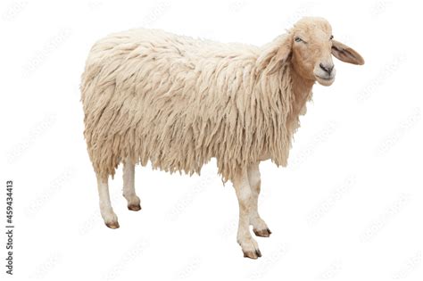 The Sheep full body standing isolated on white background with clipping ...