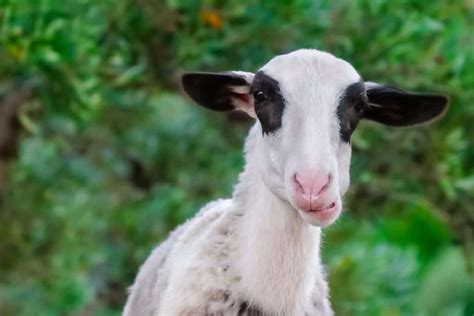 Can Goats Have Down Syndrome – Me and My Goats