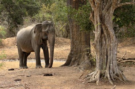 Wild Elephants in the Yala National Park of Sri Lanka Stock Image - Image of asian, maximus ...