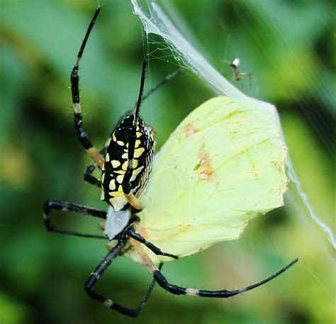 The Yellow Garden Spider ("Argiope aurantia") - Owlcation