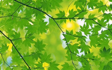 Green Leaves Wallpapers | PixelsTalk.Net