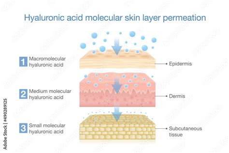 Hyaluronic acid molecular skin layer permeation. Illustration about ...