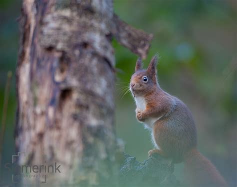 Wildlife the Netherlands – Siemerink Photography