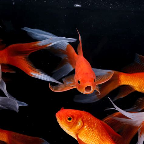 Feeding Your Koi and Goldfish: The Dos and Don’ts | Next Day Koi