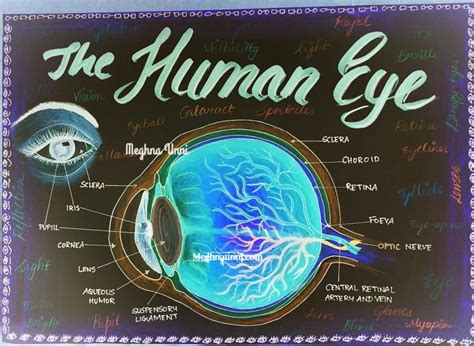 Human Eye Diagram for CBSE Class 10 Portfolio – Meghnaunni.com