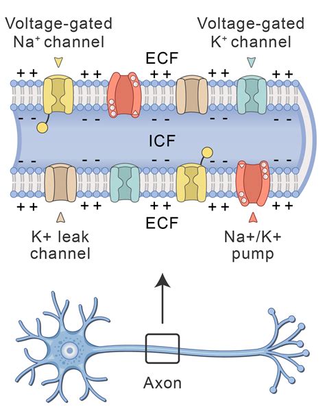 Axon Diagram Labeled