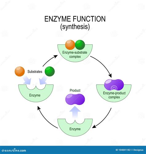 Peptide Synthesis Cartoon Vector | CartoonDealer.com #166564509