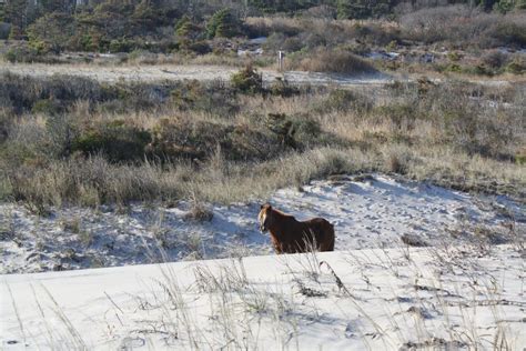 Free stock photo of assateague island, beach, beaches