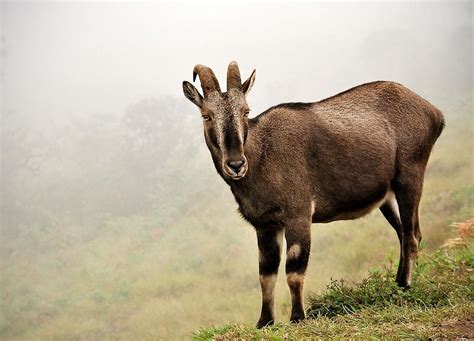 Nilgiri Tahr Photograph by Onkar Dhorje - Fine Art America