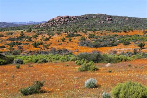 Flowers At Namaqua National Park Stock Image - Image of wild, park: 64597231