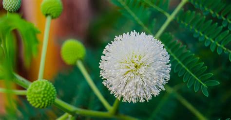 White Touch Me Not Flower · Free Stock Photo