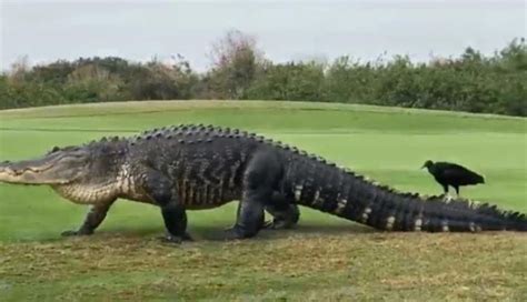 The 15-foot monster alligator 'Chubbs' visits Florida golf course again ...