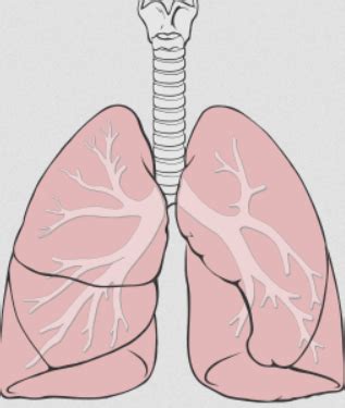 Cystic Fibrosis treatment: lung transplant facts and member experiences