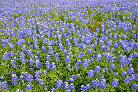 Texas Bluebonnets Free Photo Download | FreeImages