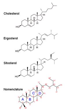 1.6: Sterols and Sterol Induced Phases - Physics LibreTexts