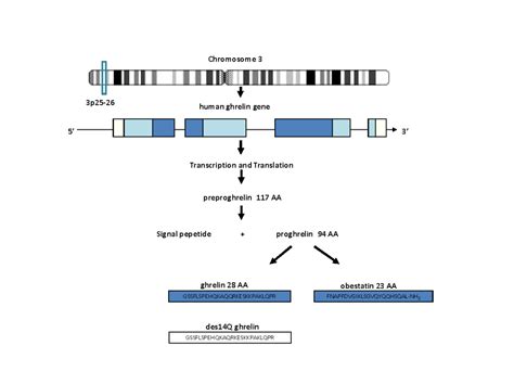 ACTH-fig3 - Endotext