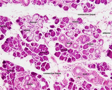 File:Submandibular gland histology 03.jpg - Embryology