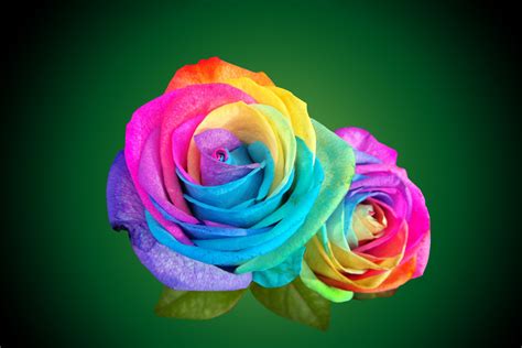 Multicolor Rainbow Roses With Green Leaves Wallpaper ~ Artline : Feel The Creation!