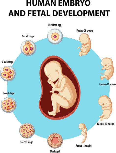 Human embryo and fetal development infographic 6153890 Vector Art at Vecteezy