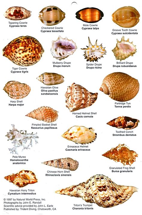 hawaiian shells - Google Images | Sea shells, Shells, Seashell crafts