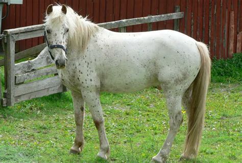 The American Cowboy Chronicles: The Appaloosa -- The Original Indian Horse