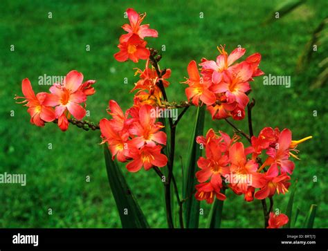 Crocosmia 'Limpopo' montbretia crocosmias montbretias orange red flower flowers garden plant ...