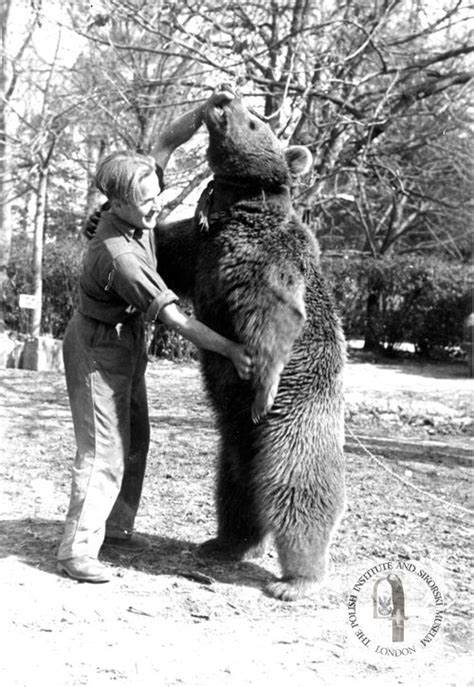 Wojtek, the soldier bear from the Polish Army - European studies blog