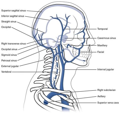 Venous drainage – Meddists