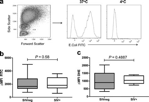 Monocyte phagocytosis and oxidative burst in uninfected controls and... | Download Scientific ...