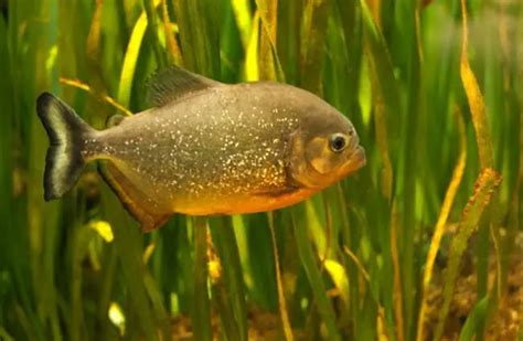 Piranha - Description, Habitat, Image, Diet, and Interesting Facts