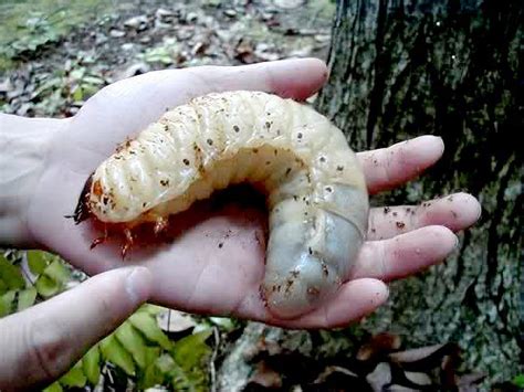 The Giant Grubs of the Hercules Beetle