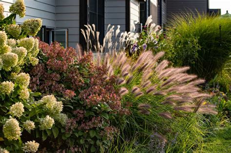 Foundation Plants: 16 Shrubs & Plants For The Front Of Your House