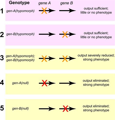 Genetic enhancers