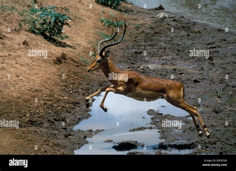 Impala antelope Aepyceros melumpus jumping Eine Schwarzfersenantilope Aepyceros melumpus beim ...