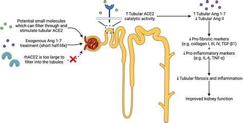 Frontiers | Stimulation of Angiotensin Converting Enzyme 2: A Novel ...