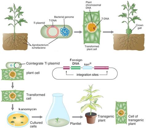 Genetic Engineering - Genetically Modified Crops