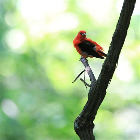 Scarlet Tanager - Bird Watching Academy