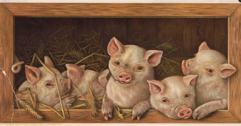 Five Cute Pigs Piglets 1891 Free Stock Photo - Public Domain Pictures