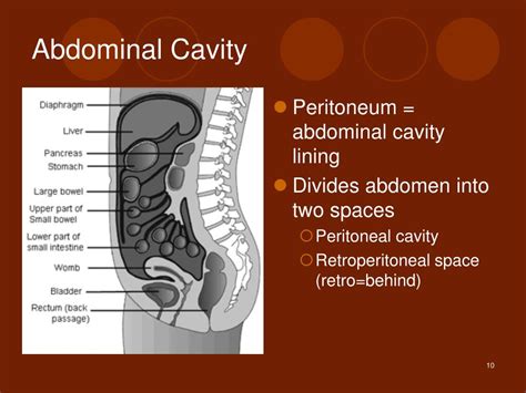 Abdominal Cavity And Organs