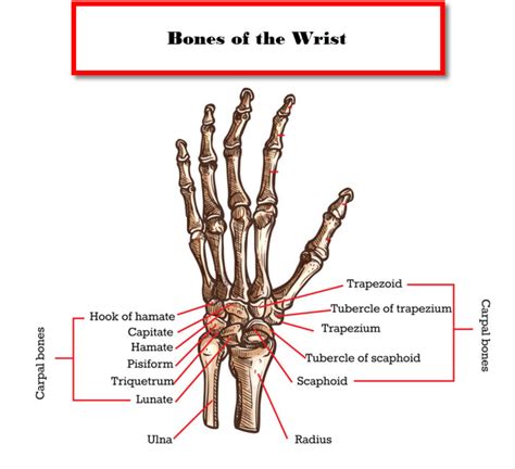 Wrist Anatomy