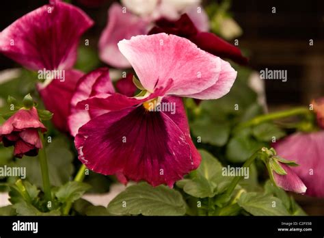 Pink Pansy Bedding plants at the Homebase Garden centre in Dundee,UK ...