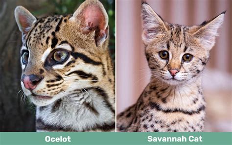 Ocelot vs Savannah Cat: How Are They Different? (With Pictures) - Catster