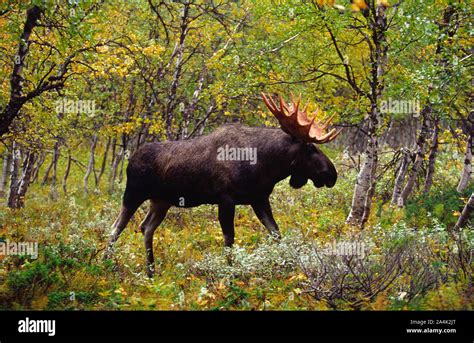 Animals with nature hi-res stock photography and images - Alamy